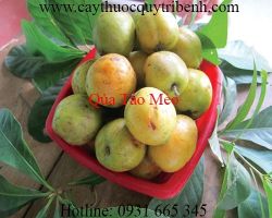 Mua bán quả táo mèo ở huyện Cần Giờ trị gan nhiễm mỡ hiệu quả nhất