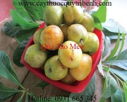 Mua bán quả táo mèo tại Hưng Yên có tác dụng giúp ổn định huyết áp