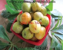 Mua bán quả táo mèo tại quận 12 có tác dụng bảo vệ tim mạch tốt nhất