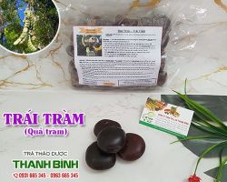 Mua bán quả tràm (trái tràm) tại huyện Thạch Thất hỗ trợ điều trị sài giật