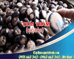 Mua bán quả tràm (trái tràm) tại quận 1 giúp điều trị  đau dạ dày