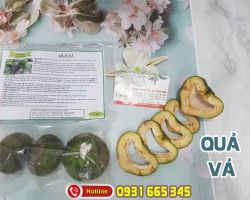 Mua bán quả vả tại quận 4 có tác dụng chữa cảm hay ngộ độc