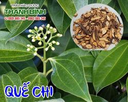 Mua bán quế chi tại quận 8 giúp điều trị sung huyết hiệu quả nhất