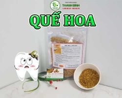 Mua bán quế hoa tại Hà Tĩnh có công dụng trị biến chứng của tiểu đường