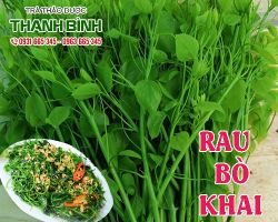 Mua bán rau bò khai ở quận Bình Thạnh tăng cường sức đề kháng