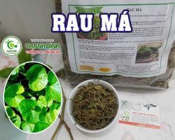 Mua bán rau má tại huyện Đông Anh có công dụng điều trị tiểu tiện ra máu