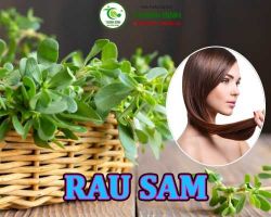 Mua bán rau sam tại Hưng Yên giúp ngừa các bệnh liên quan đến tim