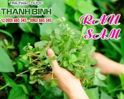 Mua bán rau sam uy tín nhất tại TpHCM?