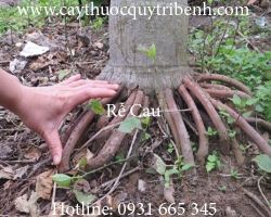 Mua bán rễ cau chất lượng tại Hà Nội điều trị bệnh liệt dương tốt nhất