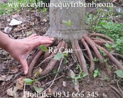 Mua bán rễ cau tại huyện Cần Giờ có tác dụng chữa bệnh hen xuyễn