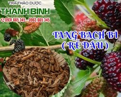 Mua bán rễ dâu ở huyện Hóc Môn cải thiện chứng đau mỏi cơ
