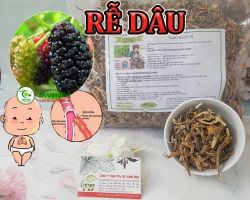 Mua bán rễ dâu tại quận 5  giúp hỗ trợ điều trị ho ra máu tốt nhất