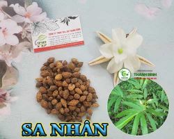 Mua bán sa nhân tại quận 8 hỗ trợ giúp  tránh ăn khó tiêu và táo bón