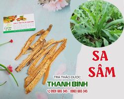 Mua bán sa sâm tại huyện Thanh Oai có tác dụng nhuận tràng