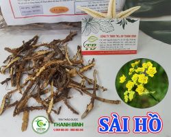 Mua bán sài hồ tại quận 7 có công dụng hạ sốt và có tác dụng giải nhiệt hiệu quả