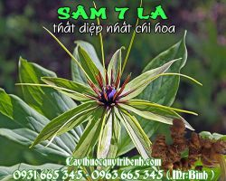 Mua bán sâm 7 lá - thất diệp nhất chi hoa tại Bắc Kạn có công dụng chữa rắn cắn