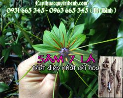 Mua bán sâm 7 lá - thất diệp nhất chi hoa tại huyện Đan Phượng giúp thanh nhiệt giải độc
