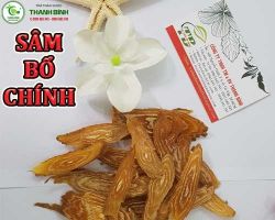 Mua bán sâm bố chính tại Hòa Bình hỗ trợ điều trị chứng suy nhược thần kinh