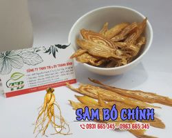 Mua bán sâm bố chính tại huyện Đông Anh có tác dụng chữa chứng suy nhược