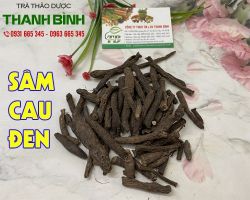 Mua bán sâm cau đen tại huyện Thanh Trì tăng cường sản sinh testosterone