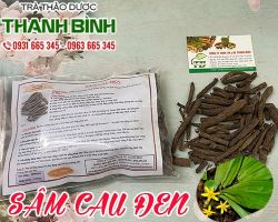 Mua bán sâm cau đen uy tín chất lượng tại TpHCM