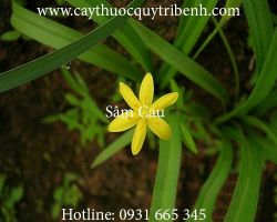 Mua bán sâm cau (tiên mao) tại Hà Nội trị bệnh ung thư hiệu quả nhất