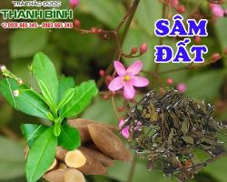 Mua bán sâm đất tại quận Tân Bình có tác dụng chữa đau răng viêm lợi