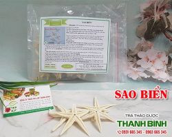 Mua bán sao biển tại huyện Gia Lâm giúp ngăn ngừa ung thư rất tốt