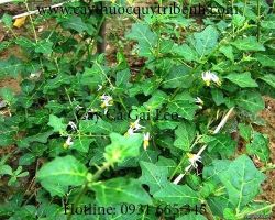 Mua bán sỉ lẻ cà gai leo tại Sóc Trăng giúp điều trị xơ gan tốt nhất