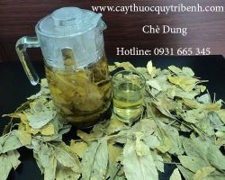 Mua bán sỉ lẻ cây chè dung tại Thanh Hóa điều trị tá tràng tiêu chảy