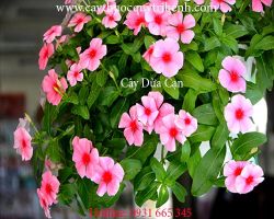 Mua bán sỉ lẻ cây dừa cạn tại Ninh Bình giúp điều trị tăng huyết áp