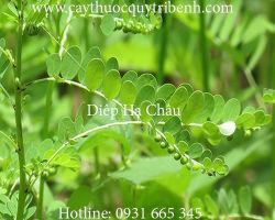 Mua bán sỉ lẻ diệp hạ châu tại Ninh Thuận giúp chống suy dinh dưỡng