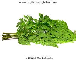 Mua bán sỉ lẻ lá chùm ngây tại Thái Bình có tác dụng dưỡng da tốt nhất