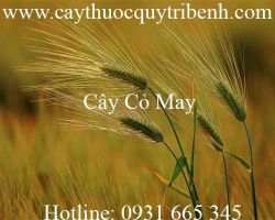 Mua bán sỉ và lẻ cây cỏ may tại Hà Nội chữa các bệnh về gan rất tốt