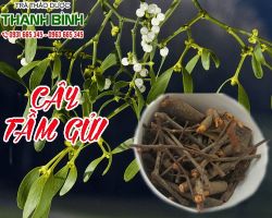 Mua bán tầm gửi ở huyện Cần Giờ giúp ngăn ngừa sự hình thành sỏi thận