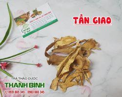 Mua bán tần giao tại quận 12 có tác dụng điều trị vết rắn cắn hiệu quả