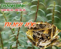 Mua bán thạch hộc tại quận 8 có tác dụng thanh nhiệt
