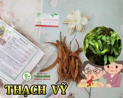 Mua bán thạch vỹ tại quận 5 giúp kháng viêm hiệu quả do viêm niệu đạo