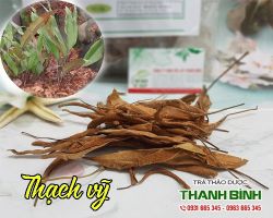 Mua bán thạch vỹ tại quận Hà Đông giúp thanh nhiệt lợi thủy