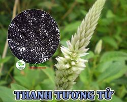 Mua bán thanh tương tử tại Đồng Nai có công dụng cải thiện tình trạng viêm nhiễm ngoài da