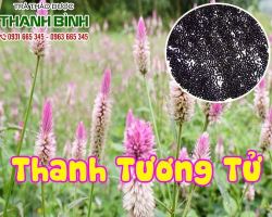 Mua bán thanh tương tử tại quận 1 trị màng mắt che sưng