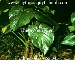 Mua bán thiên niên kiện tại Hà Nội giúp điều trị phong thấp rất tốt