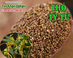 Mua bán thỏ ty tử tại huyện Sóc Sơn có tác dụng trị mặt mọc mụn nhọt