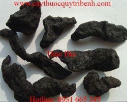 Mua bán thục địa chất lượng tại Hà Nội hỗ trợ điều trị di tinh mộng tinh