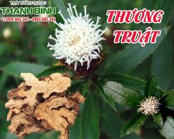 Mua bán thương truật ở quận Tân Phú có tác dụng trị tóc bạc
