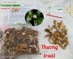 Mua bán thương truật tại quận Thanh Xuân có tác dụng cầm tiêu chảy