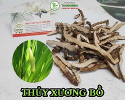 Mua bán thủy xương bồ ở huyện Nhà Bè hỗ trợ điều trị rối loạn nhịp tim