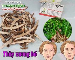 Mua bán thủy xương bồ tại huyện Mỹ Đức trị chứng suy nhược cơ thể do thận hư