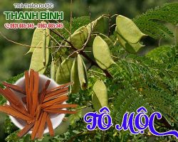 Mua bán tô mộc tại huyện Gia Lâm điều trị bệnh trĩ mới mắc