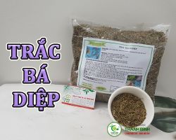Mua bán trắc bá diệp tại Bạc Liêu có công dụng điều trị chảy máu cam hiệu quả nhất